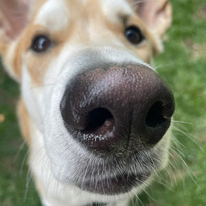 Meet your Posher, Will